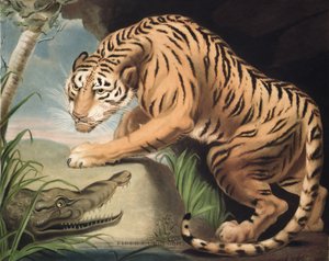 Tiger und Krokodil, graviert von Charles Turner (1773-1857), veröffentlicht von James Daniell und Co., 1799